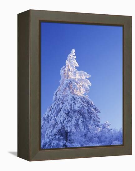 California, Cleveland Nf, Laguna Mountains, Snow Covered Pine Tree-Christopher Talbot Frank-Framed Premier Image Canvas