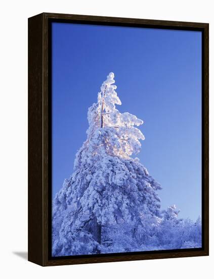 California, Cleveland Nf, Laguna Mountains, Snow Covered Pine Tree-Christopher Talbot Frank-Framed Premier Image Canvas