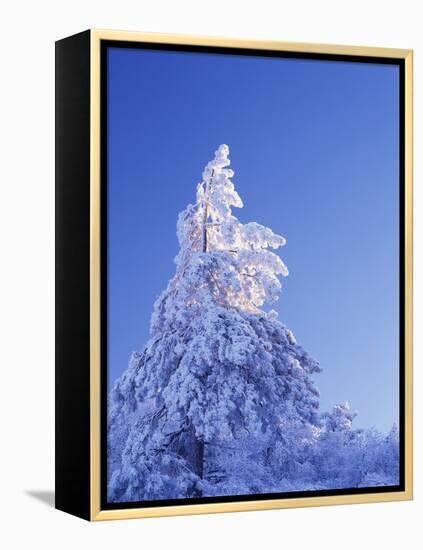 California, Cleveland Nf, Laguna Mountains, Snow Covered Pine Tree-Christopher Talbot Frank-Framed Premier Image Canvas