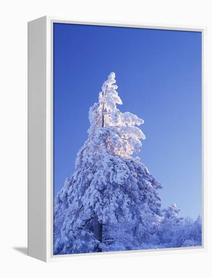 California, Cleveland Nf, Laguna Mountains, Snow Covered Pine Tree-Christopher Talbot Frank-Framed Premier Image Canvas