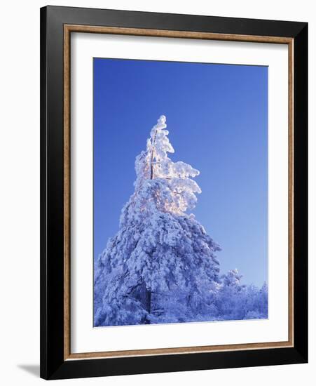 California, Cleveland Nf, Laguna Mountains, Snow Covered Pine Tree-Christopher Talbot Frank-Framed Photographic Print