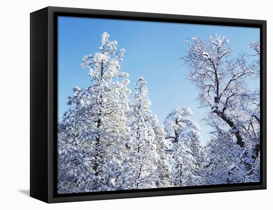 California, Cleveland Nf, Laguna Mts, Snow Covered Pine and Oak-Christopher Talbot Frank-Framed Premier Image Canvas