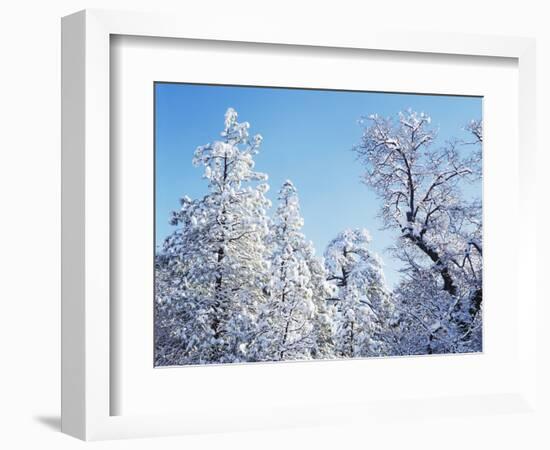 California, Cleveland Nf, Laguna Mts, Snow Covered Pine and Oak-Christopher Talbot Frank-Framed Photographic Print