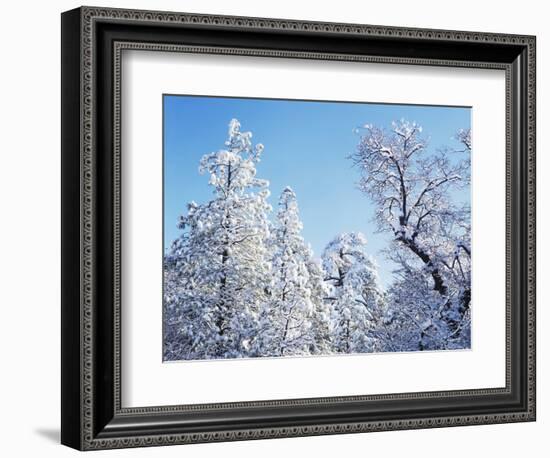 California, Cleveland Nf, Laguna Mts, Snow Covered Pine and Oak-Christopher Talbot Frank-Framed Photographic Print