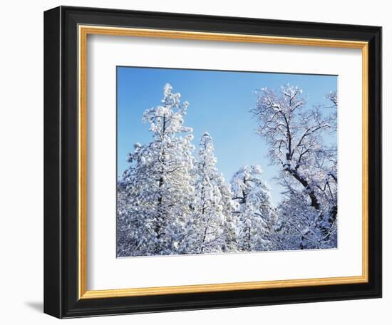 California, Cleveland Nf, Laguna Mts, Snow Covered Pine and Oak-Christopher Talbot Frank-Framed Photographic Print