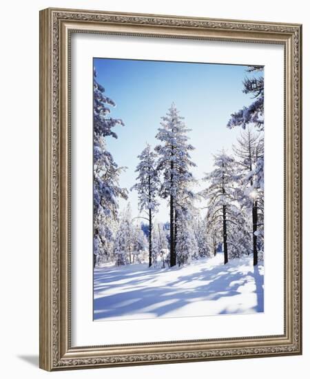 California, Cleveland Nf, Laguna Mts, Sunrise on a Winter Morning-Christopher Talbot Frank-Framed Photographic Print