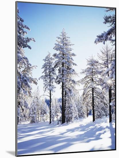 California, Cleveland Nf, Laguna Mts, Sunrise on a Winter Morning-Christopher Talbot Frank-Mounted Photographic Print