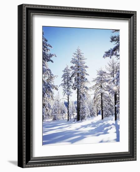 California, Cleveland Nf, Laguna Mts, Sunrise on a Winter Morning-Christopher Talbot Frank-Framed Photographic Print