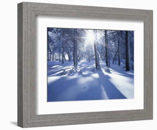 California, Cleveland Nf, Laguna Mts, Suns Rays and Animal Tracks-Christopher Talbot Frank-Framed Photographic Print