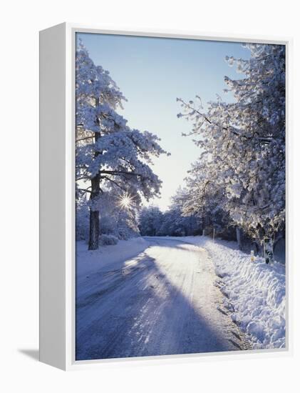 California, Cleveland Nf, Laguna Mts, Winter Morning Along a Highway-Christopher Talbot Frank-Framed Premier Image Canvas