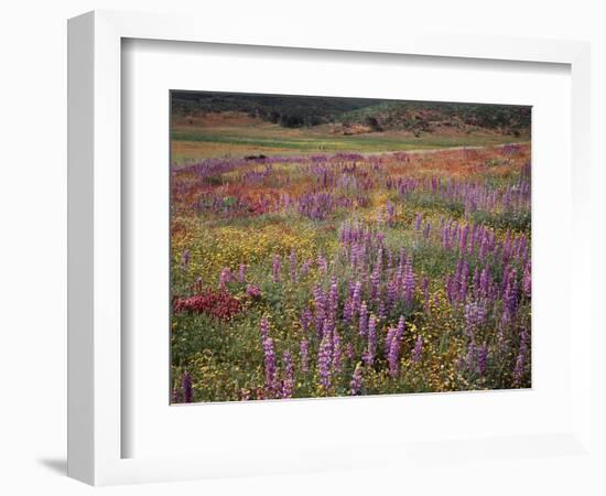 California, Cleveland Nf, Lupine Wildflower Meadow-Christopher Talbot Frank-Framed Photographic Print