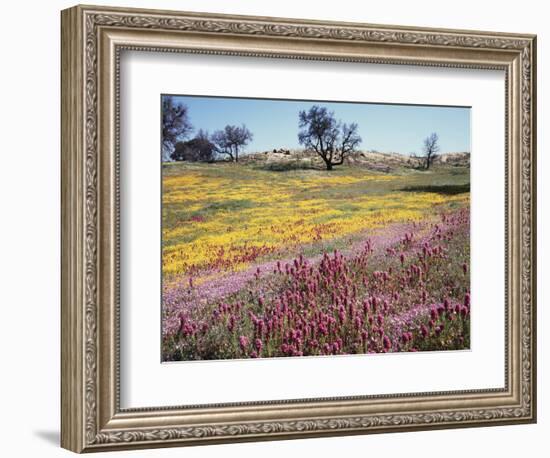 California, Cleveland Nf, Owls Clover and Phlox-Christopher Talbot Frank-Framed Photographic Print