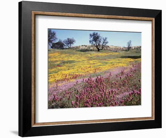 California, Cleveland Nf, Owls Clover and Phlox-Christopher Talbot Frank-Framed Photographic Print