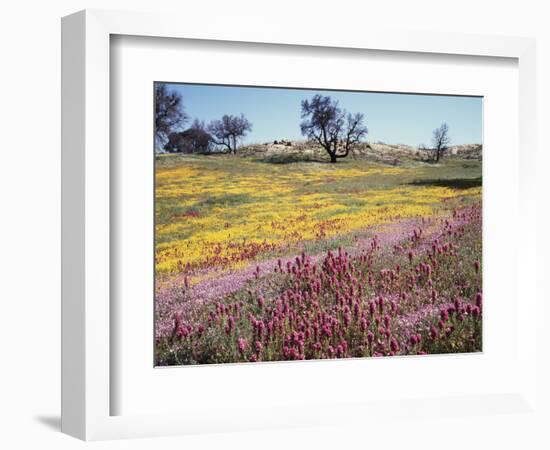 California, Cleveland Nf, Owls Clover and Phlox-Christopher Talbot Frank-Framed Photographic Print