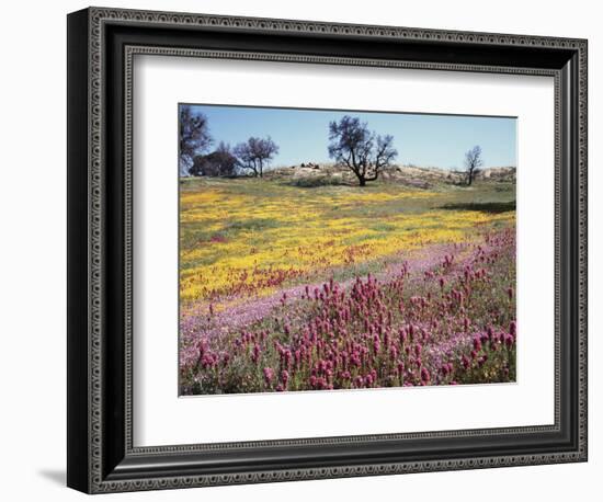 California, Cleveland Nf, Owls Clover and Phlox-Christopher Talbot Frank-Framed Photographic Print