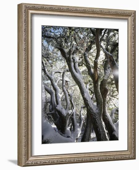 California, Cleveland Nf, Snow Covered Live Oak Trees in Winter-Christopher Talbot Frank-Framed Photographic Print