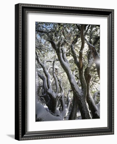 California, Cleveland Nf, Snow Covered Live Oak Trees in Winter-Christopher Talbot Frank-Framed Photographic Print