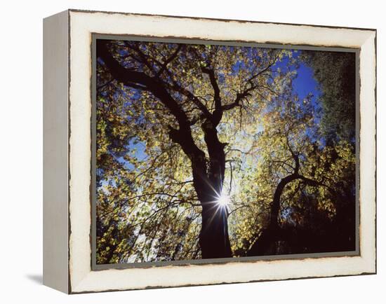 California, Cleveland NF, the Sun's Rays Through a Black Oak Tree-Christopher Talbot Frank-Framed Premier Image Canvas