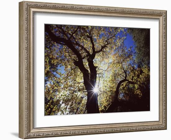 California, Cleveland NF, the Sun's Rays Through a Black Oak Tree-Christopher Talbot Frank-Framed Photographic Print