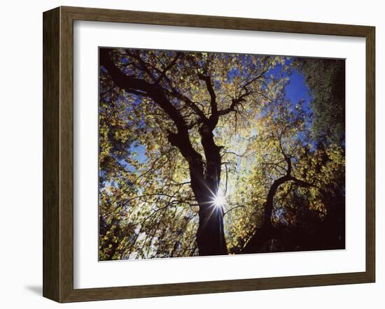 California, Cleveland NF, the Sun's Rays Through a Black Oak Tree-Christopher Talbot Frank-Framed Photographic Print