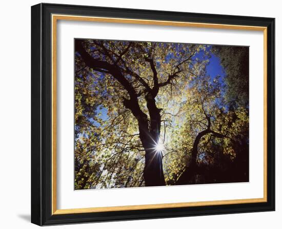 California, Cleveland NF, the Sun's Rays Through a Black Oak Tree-Christopher Talbot Frank-Framed Photographic Print