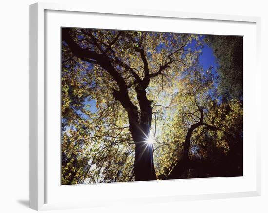 California, Cleveland NF, the Sun's Rays Through a Black Oak Tree-Christopher Talbot Frank-Framed Photographic Print