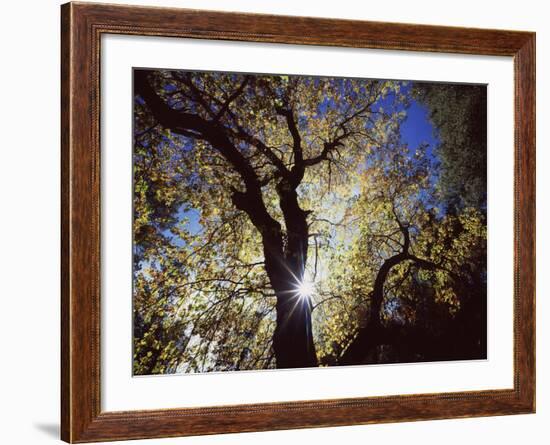 California, Cleveland NF, the Sun's Rays Through a Black Oak Tree-Christopher Talbot Frank-Framed Photographic Print