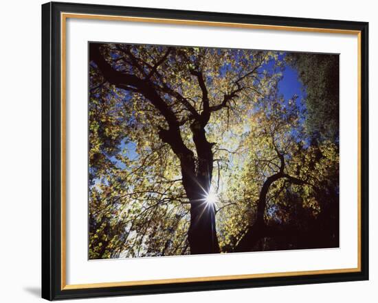 California, Cleveland NF, the Sun's Rays Through a Black Oak Tree-Christopher Talbot Frank-Framed Photographic Print