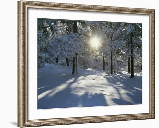 California, Cleveland NF, the Sunbeams Through Snow Covered Pine Trees-Christopher Talbot Frank-Framed Photographic Print