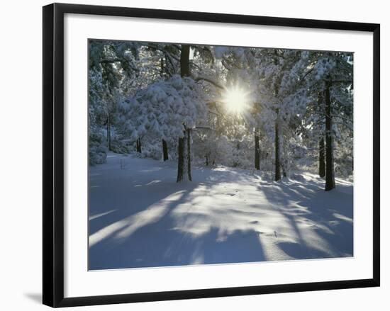 California, Cleveland NF, the Sunbeams Through Snow Covered Pine Trees-Christopher Talbot Frank-Framed Photographic Print