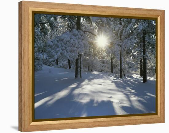 California, Cleveland NF, the Sunbeams Through Snow Covered Pine Trees-Christopher Talbot Frank-Framed Premier Image Canvas