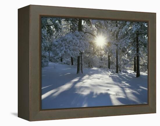 California, Cleveland NF, the Sunbeams Through Snow Covered Pine Trees-Christopher Talbot Frank-Framed Premier Image Canvas