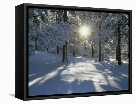 California, Cleveland NF, the Sunbeams Through Snow Covered Pine Trees-Christopher Talbot Frank-Framed Premier Image Canvas