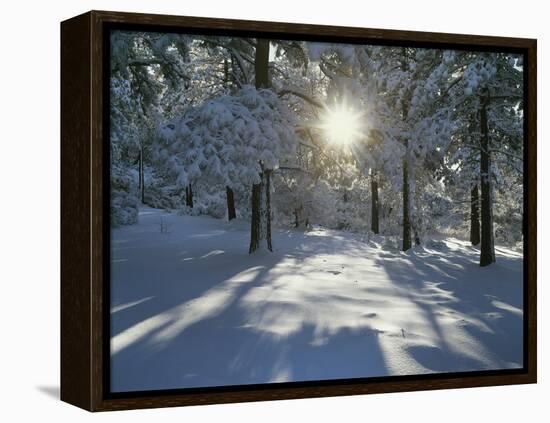 California, Cleveland NF, the Sunbeams Through Snow Covered Pine Trees-Christopher Talbot Frank-Framed Premier Image Canvas