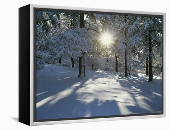 California, Cleveland NF, the Sunbeams Through Snow Covered Pine Trees-Christopher Talbot Frank-Framed Premier Image Canvas