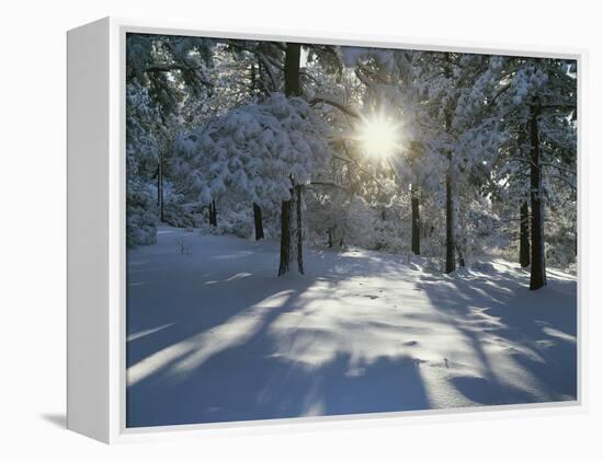 California, Cleveland NF, the Sunbeams Through Snow Covered Pine Trees-Christopher Talbot Frank-Framed Premier Image Canvas