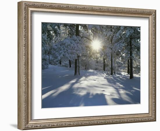 California, Cleveland NF, the Sunbeams Through Snow Covered Pine Trees-Christopher Talbot Frank-Framed Photographic Print