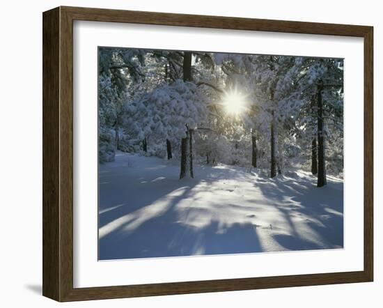 California, Cleveland NF, the Sunbeams Through Snow Covered Pine Trees-Christopher Talbot Frank-Framed Photographic Print