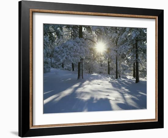 California, Cleveland NF, the Sunbeams Through Snow Covered Pine Trees-Christopher Talbot Frank-Framed Photographic Print