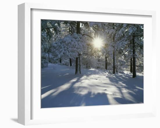California, Cleveland NF, the Sunbeams Through Snow Covered Pine Trees-Christopher Talbot Frank-Framed Photographic Print