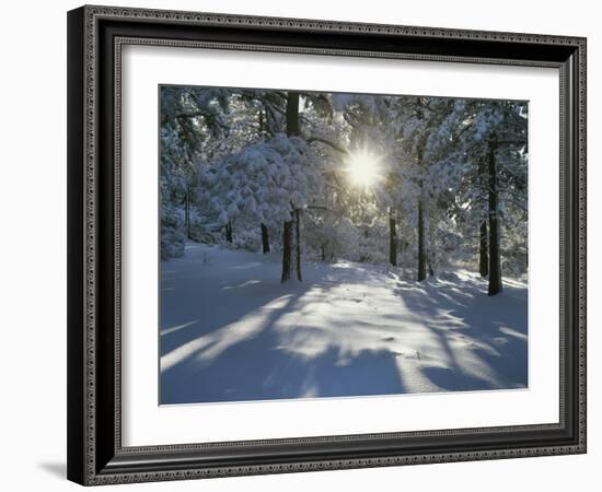 California, Cleveland NF, the Sunbeams Through Snow Covered Pine Trees-Christopher Talbot Frank-Framed Photographic Print