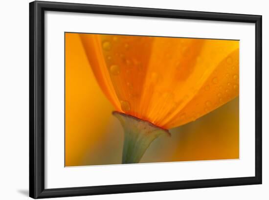 California. Close-Up of California Poppy-Jaynes Gallery-Framed Photographic Print