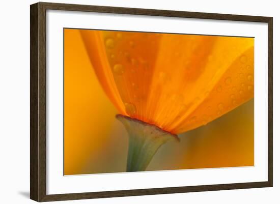 California. Close-Up of California Poppy-Jaynes Gallery-Framed Photographic Print