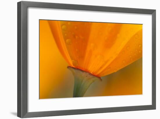 California. Close-Up of California Poppy-Jaynes Gallery-Framed Photographic Print