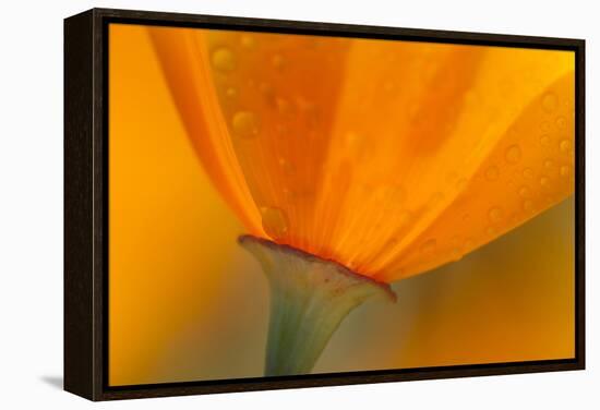 California. Close-Up of California Poppy-Jaynes Gallery-Framed Premier Image Canvas