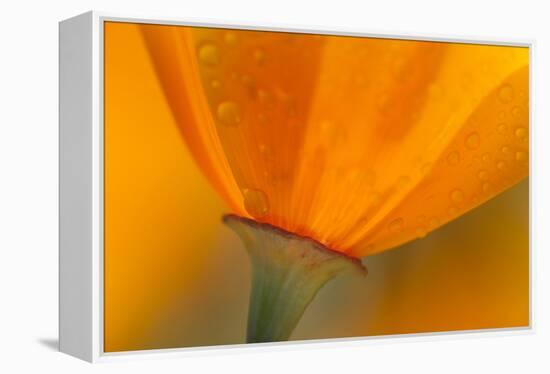 California. Close-Up of California Poppy-Jaynes Gallery-Framed Premier Image Canvas