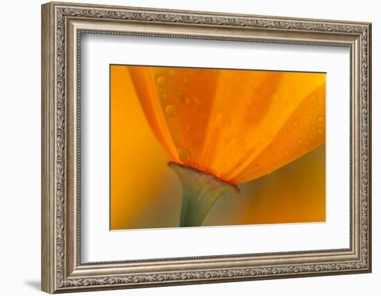 California. Close-Up of California Poppy-Jaynes Gallery-Framed Photographic Print