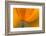 California. Close-Up of California Poppy-Jaynes Gallery-Framed Photographic Print