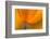 California. Close-Up of California Poppy-Jaynes Gallery-Framed Photographic Print