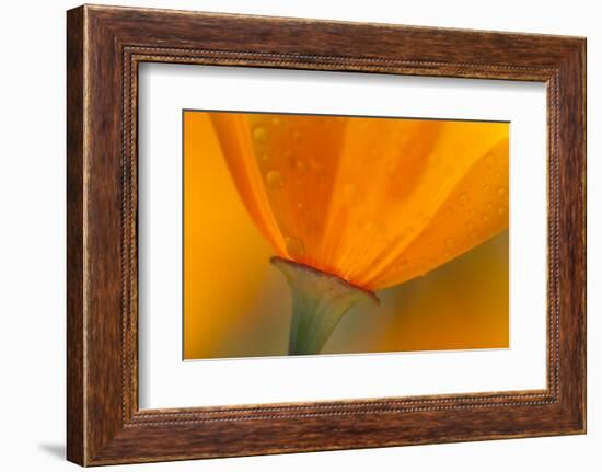 California. Close-Up of California Poppy-Jaynes Gallery-Framed Photographic Print